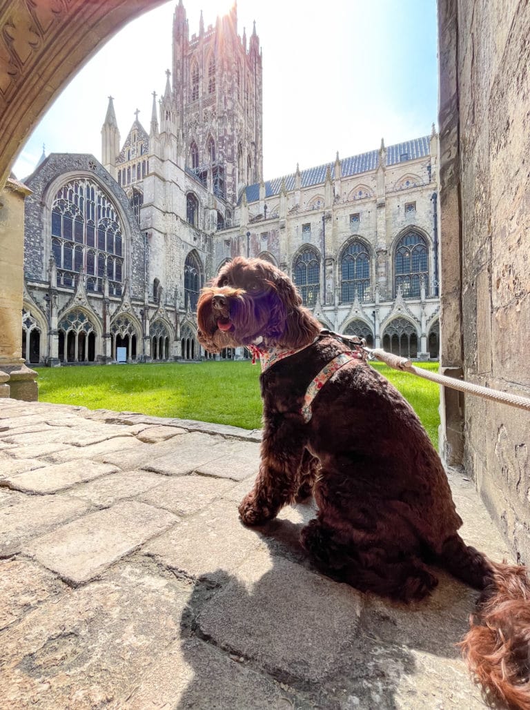 A brown cockapoo dog sitting in one of the archways at Canterbury cathedral cloisters