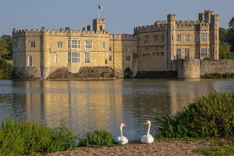 Swans at Leeds Castle, Maistone, Kent