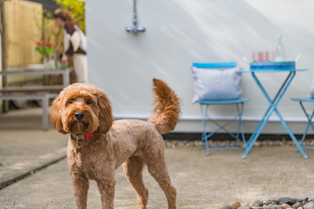 Dog at holiday home by the sea