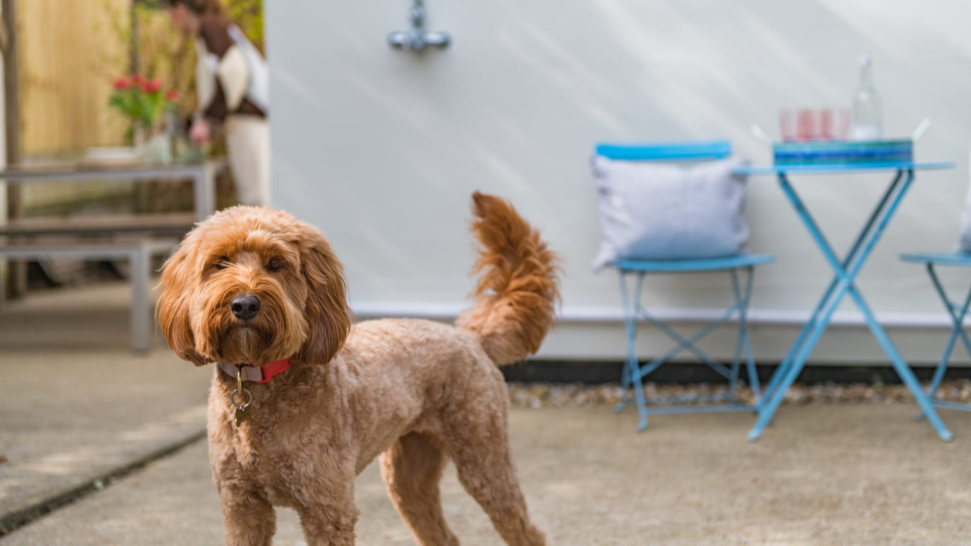 Dog at holiday home by the sea