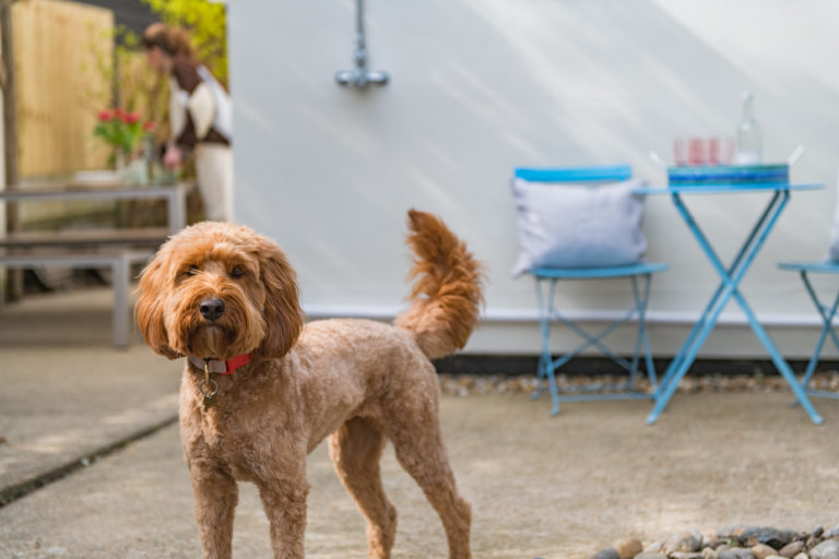 Dog at holiday home by the sea