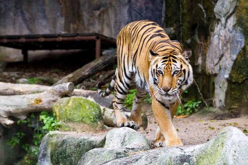 Howletts Zoo in Kent | Things to do in Kent