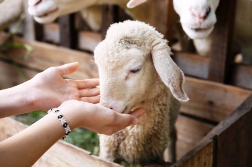 Feeding the lambs at a farm