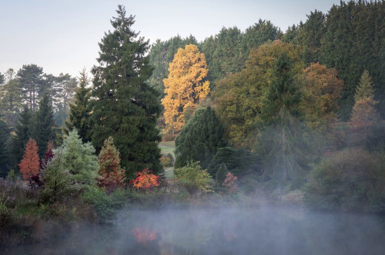 A shot of autumnal trees over a misty lake at Bedgebury Pinetum, Kent