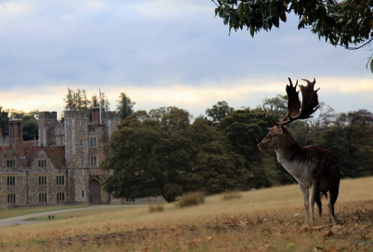 A stag overlooking the beautiful grounds of Knole, with the house just visible in the background