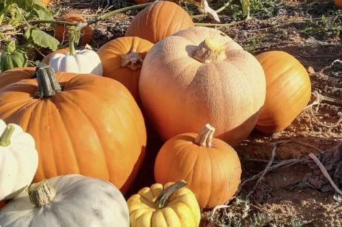 A selection of different coloured pumpkins and gourds at a PYO pumpkin farm in Kent