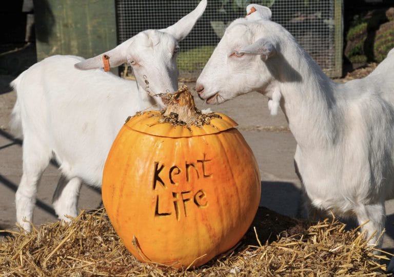 Two goats standing beside a pumpkin engraved with Kent Life