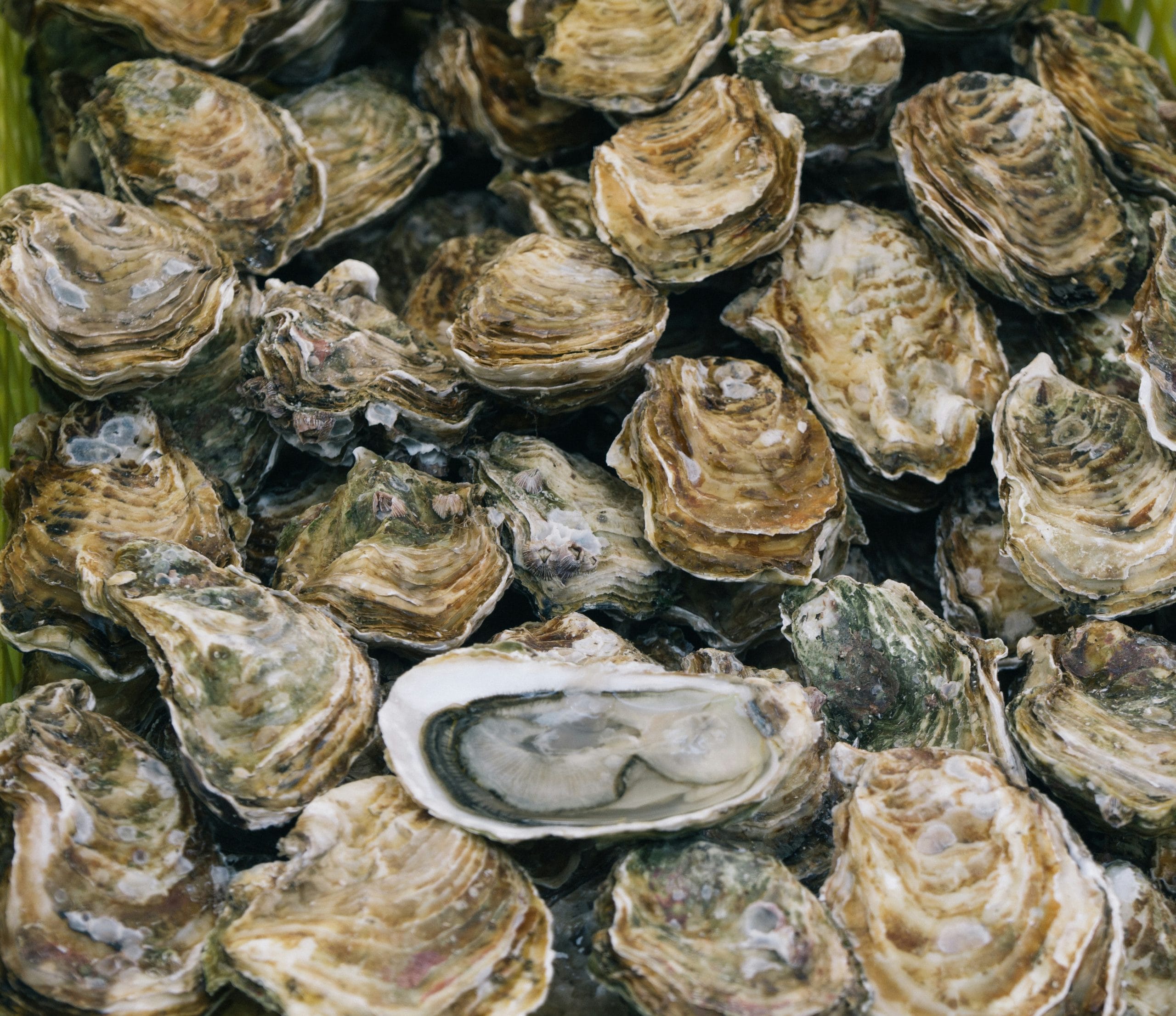 The Whitstable Rocks Oyster Festival in Kent
