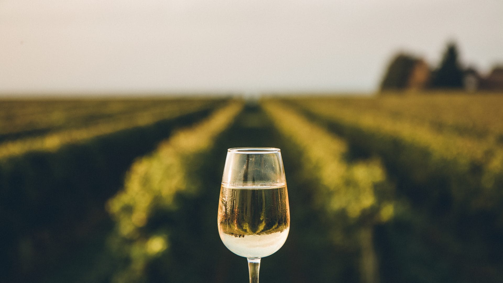 A fresh chilled glass of ice wine overlooking a vineyard during a Summer sunset