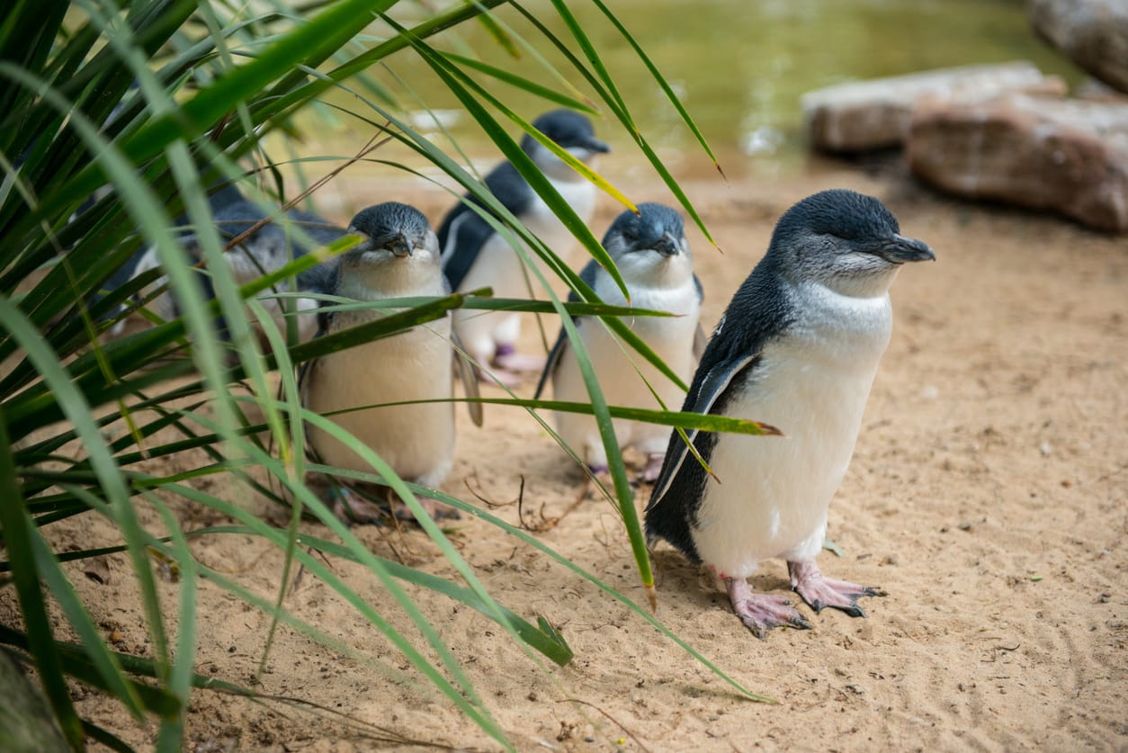 See Penguins at Wingham Wildlife Park, Canterbury