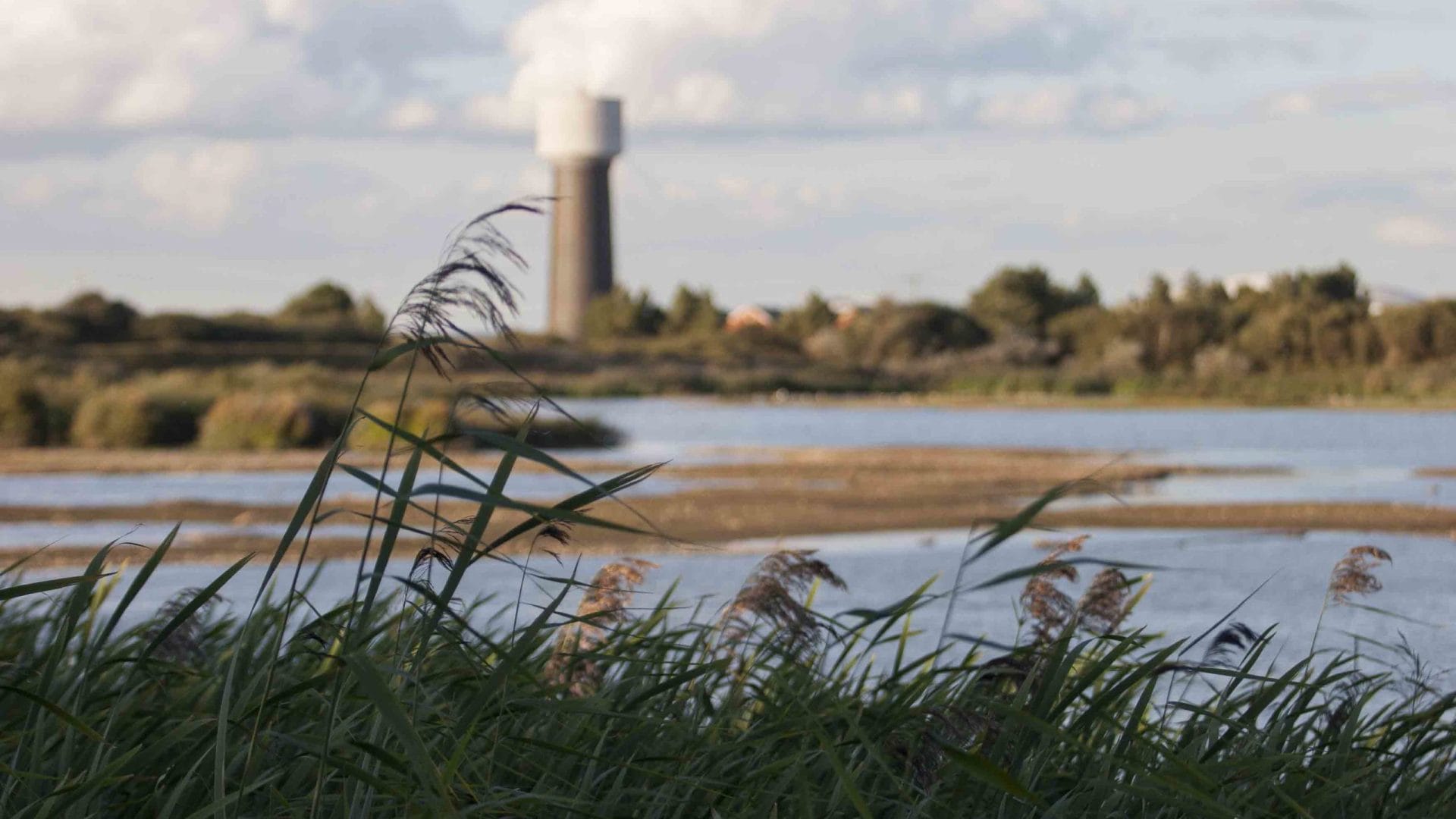 Dungeness Nature Reserve, Kent | Things to do in Dungeness