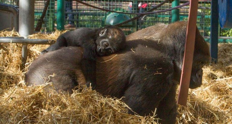 Baby gorilla at Howletts Zoo in Kent | Things to do