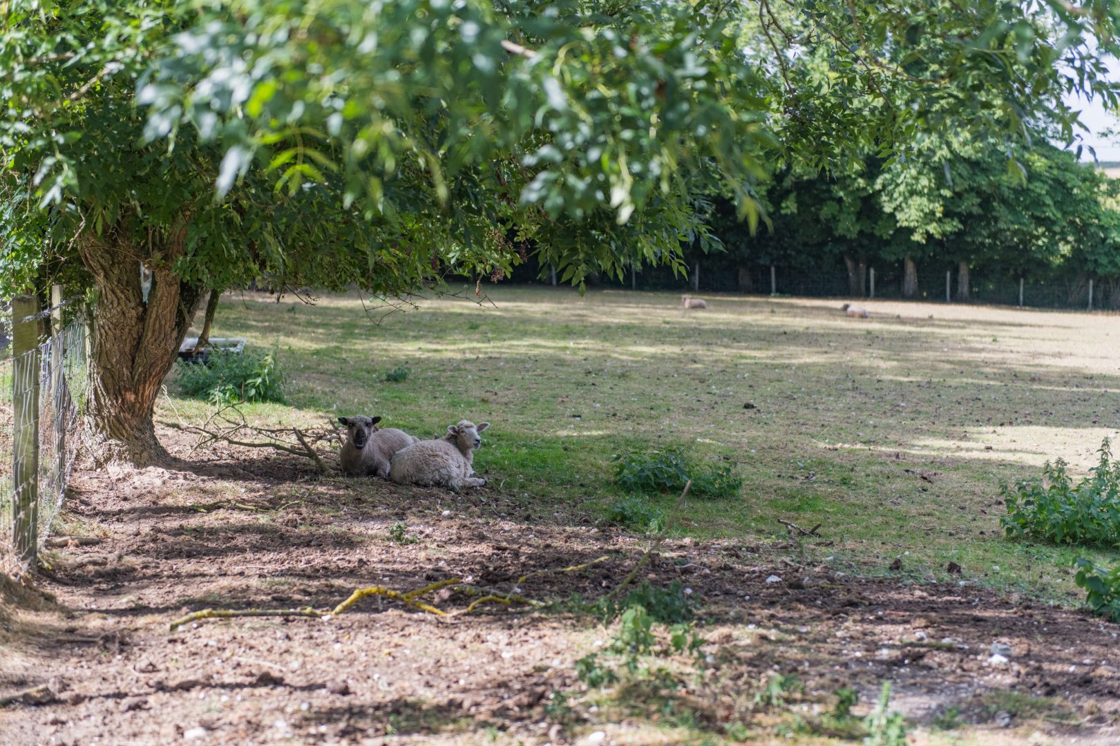 Rabbit Hole image
