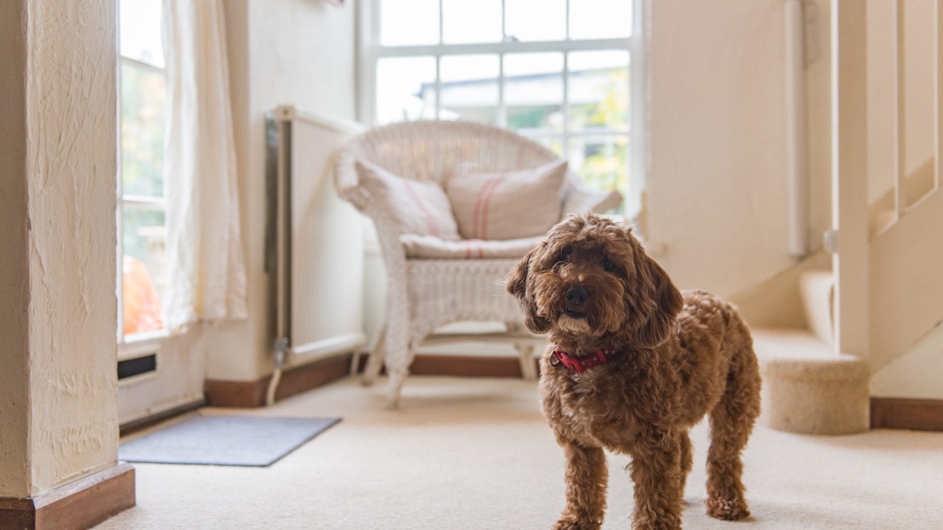 Little Chart, Deal | Dog Friendly Holiday Homes in Kent