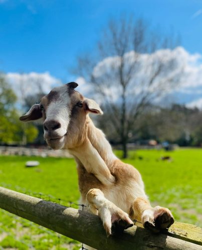 Buttercups Sanctuary for Goats in Maidstone, offering family-fun for everyone!
