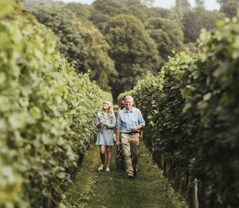 Simpsons best vineyards kent