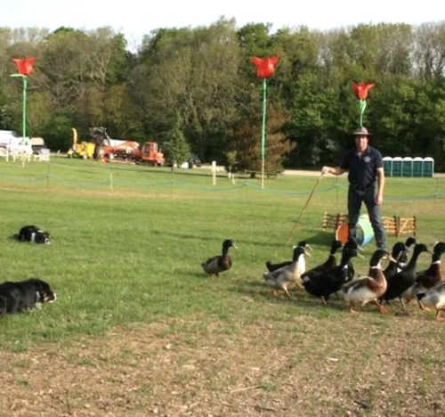 Rare breeds centre dog and duck show may half term events