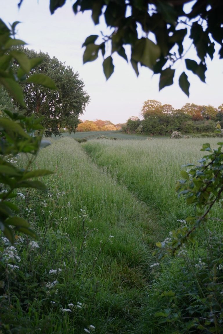 Bishopsbourne, Kent | Best Dog Walks in the Countryside