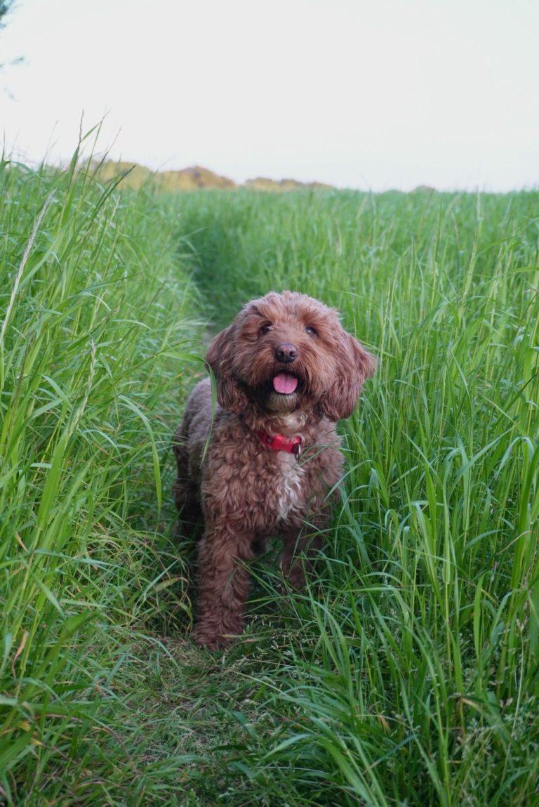 Best Dog Walks in Kent | Bishopsbourne, Kent