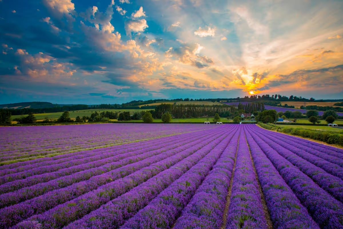 2_Castle-Farm-Lavender-120619_03