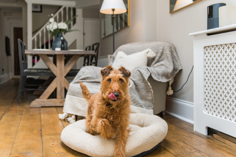 the interior of a dog friendly cottage in Kent
