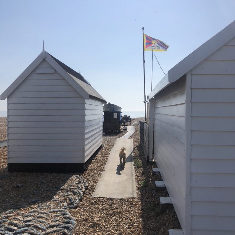A picture of a dog walking between two beach huts along a path to the sea