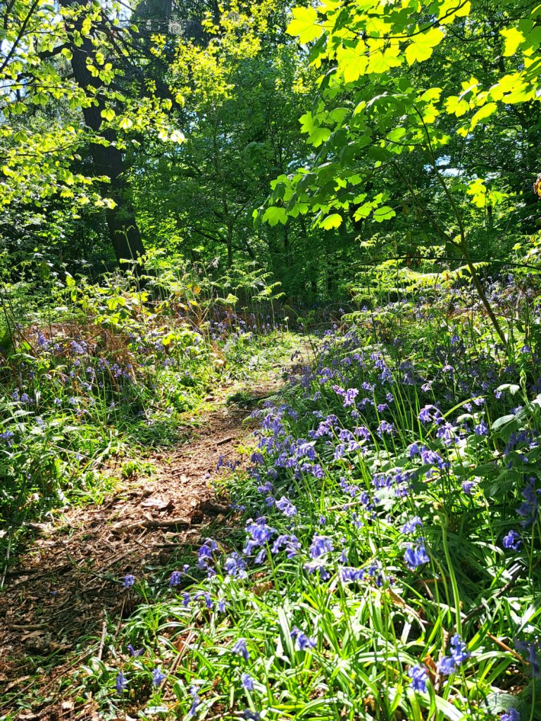 Blean Woods, Canterbury | Best dog walks in Canterbury, Kent