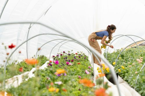 An image of a woman inside a polytunnel at a flower farm